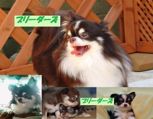 長内ブリーダーの画像