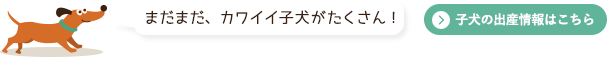 まだまだ、かわいい子犬がたくさん！