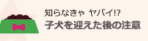 知らなきゃやばい！？子犬を迎えた後の注意